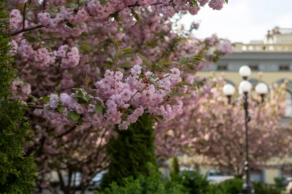Güzel pembe bahar dalları Kiraz çiçekleri, yakından, Japon Sakura