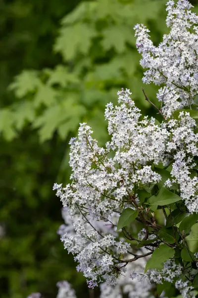 Güzel çiçek açan leylak dalı, sakin bir bahar gününde, canlı leylak çiçeklerinin yemyeşil arka planıyla çevrili meltemde sallanıyor..