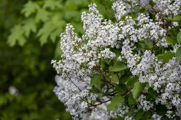 Güzel çiçek açan leylak dalı, sakin bir bahar gününde, canlı leylak çiçeklerinin yemyeşil arka planıyla çevrili meltemde sallanıyor..