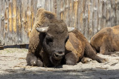 Devasa bir bozkır bizonu yerde sessizce yatar. Kalın kürkü kuru otlaklarla harmanlanır. Sakin sahne, bu eski hayvanın doğal ortamında gücünü ve direncini yakalar..