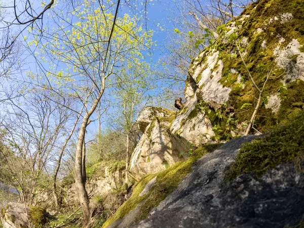 Yosun kaplı bir yığın kaya, dağlık bir bölgede, yabani otlar ve engebeli arazilerle çevrili bir yerde sessizce duruyor. Yeşil yosun, açık gökyüzünün altındaki gri taşlarla çelişiyor..
