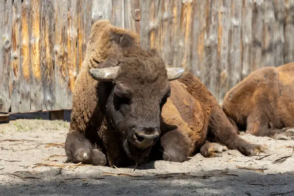 Devasa bir bozkır bizonu yerde sessizce yatar. Kalın kürkü kuru otlaklarla harmanlanır. Sakin sahne, bu eski hayvanın doğal ortamında gücünü ve direncini yakalar..
