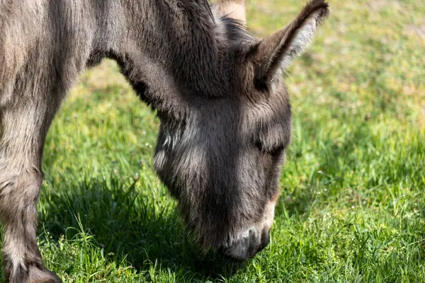 Bir eşek taze yeşil çimlerde sessizce otlar, sakin tavrı ve sağlam yapısı yumuşak gün ışığında huzurlu bir kırsal kesimi yansıtır..