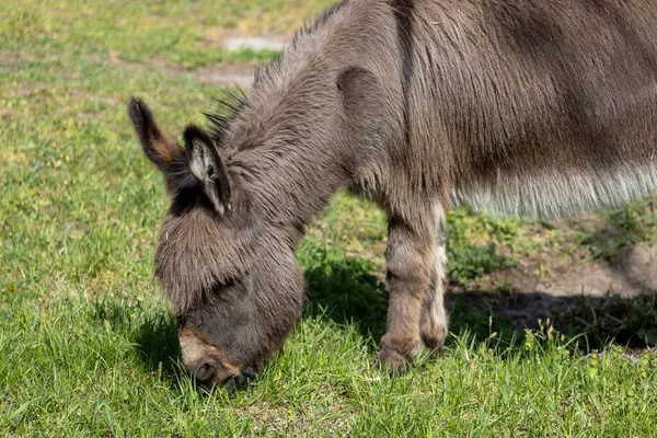 Bir eşek taze yeşil çimlerde sessizce otlar, sakin tavrı ve sağlam yapısı yumuşak gün ışığında huzurlu bir kırsal kesimi yansıtır..