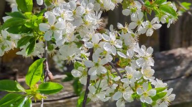Çiçek açmış güzel bir kiraz ağacı berrak mavi gökyüzünün altında zarif bir şekilde duruyor. Huzurlu bir bahar gününde ılık güneş ışığıyla yıkanmış, tazelik ve doğal cazibe yayıyor..