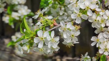 Çiçek açmış güzel bir kiraz ağacı berrak mavi gökyüzünün altında zarif bir şekilde duruyor. Huzurlu bir bahar gününde ılık güneş ışığıyla yıkanmış, tazelik ve doğal cazibe yayıyor..