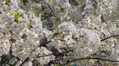 Çiçek açmış güzel bir kiraz ağacı berrak mavi gökyüzünün altında zarif bir şekilde duruyor. Huzurlu bir bahar gününde ılık güneş ışığıyla yıkanmış, tazelik ve doğal cazibe yayıyor..