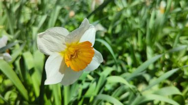 Spring flowers. Close up of narcissus flowers blooming in a garden. Daffodils