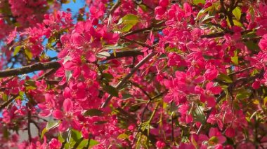 Pembe elma ağacı çiçekleri. Bahçede, güneş ışığı ve mavi gökyüzü arka planında. Çiçekli elma ağacı..