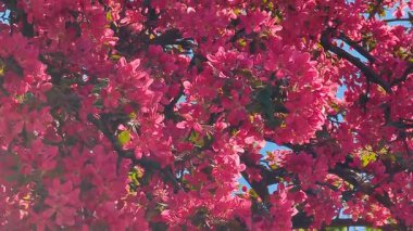 Pembe elma ağacı çiçekleri. Bahçede, güneş ışığı ve mavi gökyüzü arka planında. Çiçekli elma ağacı..