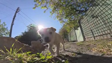 Küçük bir köpek yavrusu neşeyle kameraya doğru koşar kulakları çınlar ve gözleri heyecanla dolar. Neşeli enerjisi, dışarıdaki sessiz ortama hayat ve cazibe getiriyor..