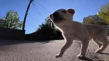 Küçük bir köpek yavrusu neşeyle kameraya doğru koşar kulakları çınlar ve gözleri heyecanla dolar. Neşeli enerjisi, dışarıdaki sessiz ortama hayat ve cazibe getiriyor..