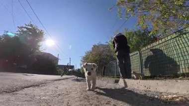 Küçük bir köpek yavrusu neşeyle kameraya doğru koşar kulakları çınlar ve gözleri heyecanla dolar. Neşeli enerjisi, dışarıdaki sessiz ortama hayat ve cazibe getiriyor..