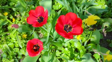 Çiçek açan kırmızı lalelerin yakın çekimi. Koyu kırmızı yapraklı lale çiçekleri. çiçek düzenleme arkaplanı oluşturuluyor