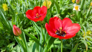 Çiçek açan kırmızı lalelerin yakın çekimi. Koyu kırmızı yapraklı lale çiçekleri. çiçek düzenleme arkaplanı oluşturuluyor