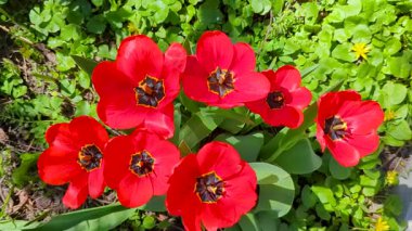 Çiçek açan kırmızı lalelerin yakın çekimi. Koyu kırmızı yapraklı lale çiçekleri. çiçek düzenleme arkaplanı oluşturuluyor