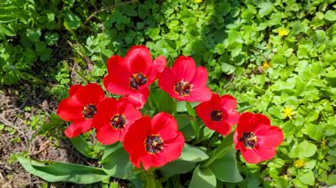 Çiçek açan kırmızı lalelerin yakın çekimi. Koyu kırmızı yapraklı lale çiçekleri. çiçek düzenleme arkaplanı oluşturuluyor