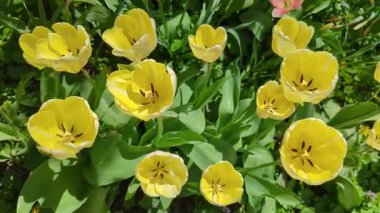 Çiçek açan beyaz lalelerin yakın çekimi. Beyaz yapraklı lale çiçekleri. çiçek düzenleme arkaplanı oluşturuluyor