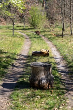 Yalnız bir ağaç kütüğü bir orman yolunda sıkıca duruyor, yolu kısmen tıkıyor. Ağaçlar ve gölgelerle çevrelenmiş, kırsal, dokunulmamış bir dokunuş ekliyor orman patikasına.