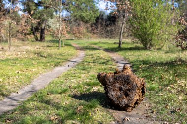 Yalnız bir ağaç kütüğü bir orman yolunda sıkıca duruyor, yolu kısmen tıkıyor. Ağaçlar ve gölgelerle çevrelenmiş, kırsal, dokunulmamış bir dokunuş ekliyor orman patikasına.