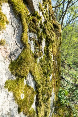 Yosun kaplı bir yığın kaya, dağlık bir bölgede, yabani otlar ve engebeli arazilerle çevrili bir yerde sessizce duruyor. Yeşil yosun, açık gökyüzünün altındaki gri taşlarla çelişiyor..