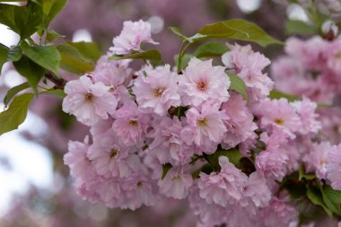 Güzel pembe bahar dalları Kiraz çiçekleri, yakından, Japon Sakura