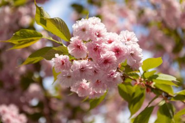 Güzel pembe bahar dalları Kiraz çiçekleri, yakından, Japon Sakura