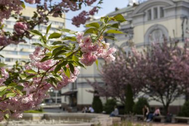 Güzel pembe bahar dalları Kiraz çiçekleri, yakından, Japon Sakura