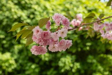 Güzel pembe bahar dalları Kiraz çiçekleri, yakından, Japon Sakura