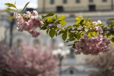 Güzel pembe bahar çiçekleri dalları, yakında Japon Sakura 'sı bir Rönesans binasının zemininde.
