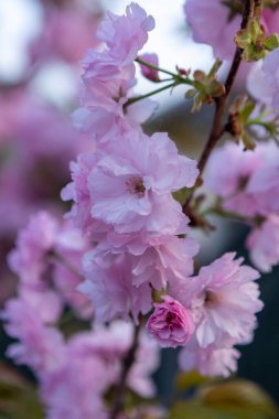 Güzel pembe bahar dalları Kiraz çiçekleri, yakından, Japon Sakura