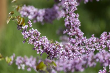 Bahar bahçesinde çiçek açan Cercis chinensis Avondale (Çin kırmızısı tomurcuğu). Pembe çiçekler, yakın çekim. Pembe çiçek arkaplanı