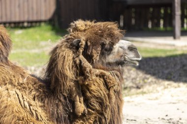 İki hörgüçlü deve sakince yerde yatıyor. Kalın kürkü ve belirgin kamburu açıkça görülüyor. Barışçıl duruş devenin sert çöl ortamlarına adapte olmasını yansıtıyor..