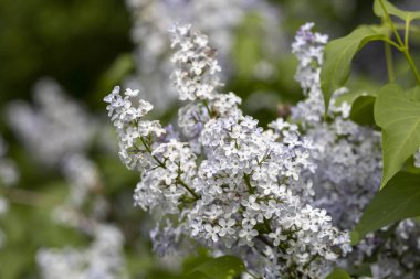 Güzel çiçek açan leylak dalı, sakin bir bahar gününde, canlı leylak çiçeklerinin yemyeşil arka planıyla çevrili meltemde sallanıyor..