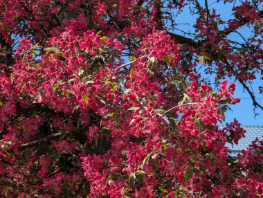 Pembe elma ağacı çiçekleri. Bahçede, güneş ışığı ve mavi gökyüzü arka planında. Çiçekli elma ağacı..