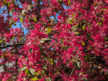 Pembe elma ağacı çiçekleri. Bahçede, güneş ışığı ve mavi gökyüzü arka planında. Çiçekli elma ağacı..