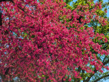 Pembe elma ağacı çiçekleri. Bahçede, güneş ışığı ve mavi gökyüzü arka planında. Çiçekli elma ağacı..