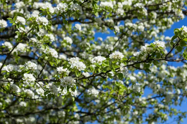Çiçek açmış güzel bir elma ya da armut ağacı berrak mavi gökyüzünün altında zarif bir şekilde duruyor, huzurlu bir bahar gününde ılık güneş ışığı altında, tazelik ve doğal cazibe yayıyor..