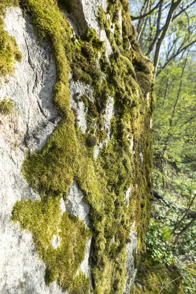 Yosun kaplı bir yığın kaya, dağlık bir bölgede, yabani otlar ve engebeli arazilerle çevrili bir yerde sessizce duruyor. Yeşil yosun, açık gökyüzünün altındaki gri taşlarla çelişiyor..