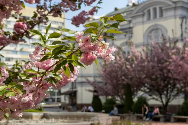 Güzel pembe bahar dalları Kiraz çiçekleri, yakından, Japon Sakura