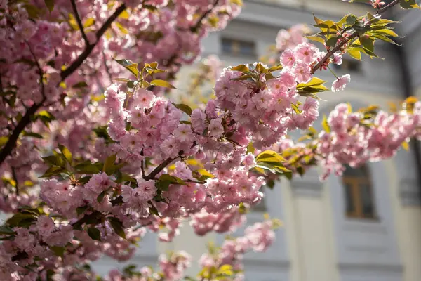 Güzel pembe bahar dalları Kiraz çiçekleri, yakından, Japon Sakura