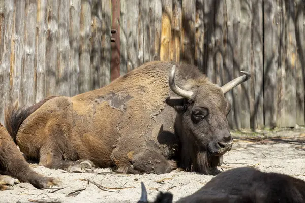 Devasa bir bozkır bizonu yerde sessizce yatar. Kalın kürkü kuru otlaklarla harmanlanır. Sakin sahne, bu eski hayvanın doğal ortamında gücünü ve direncini yakalar..