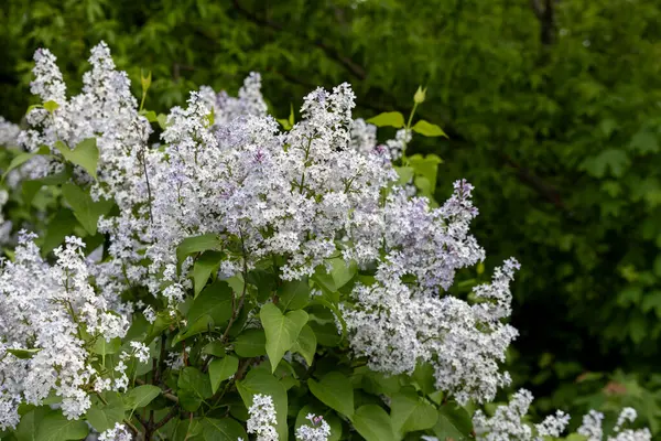 Güzel çiçek açan leylak dalı, sakin bir bahar gününde, canlı leylak çiçeklerinin yemyeşil arka planıyla çevrili meltemde sallanıyor..