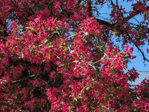 Pembe elma ağacı çiçekleri. Bahçede, güneş ışığı ve mavi gökyüzü arka planında. Çiçekli elma ağacı..
