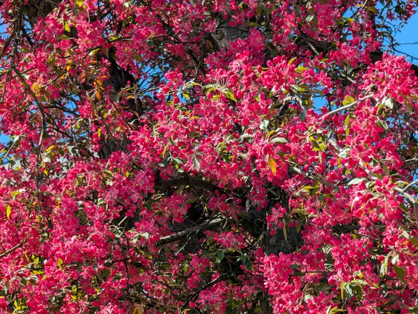 Pembe elma ağacı çiçekleri. Bahçede, güneş ışığı ve mavi gökyüzü arka planında. Çiçekli elma ağacı..