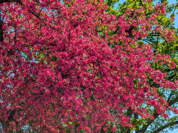 Pembe elma ağacı çiçekleri. Bahçede, güneş ışığı ve mavi gökyüzü arka planında. Çiçekli elma ağacı..