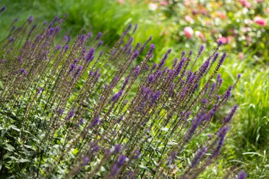 Çevrelerindeki yemyeşil çimenler arasında canlı bir demet mor çiçek büyüyor.