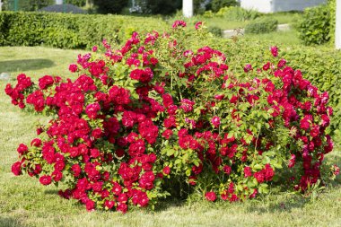 Büyüleyici kırmızı güller zarif bir şekilde güzelliklerini gösteriyorlar hayat dolu, canlı bir bahçe ortamında.