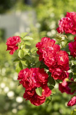 Büyüleyici kırmızı güller zarif bir şekilde güzelliklerini gösteriyorlar hayat dolu, canlı bir bahçe ortamında.