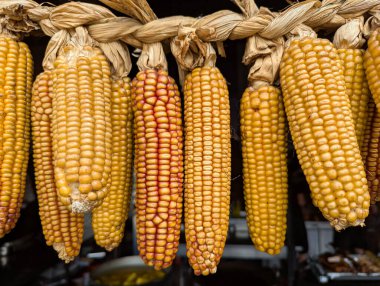 Kuru mısır koçanları ipe tutunur. Tahıl stokları köydeki kümes hayvanları için besleniyor..